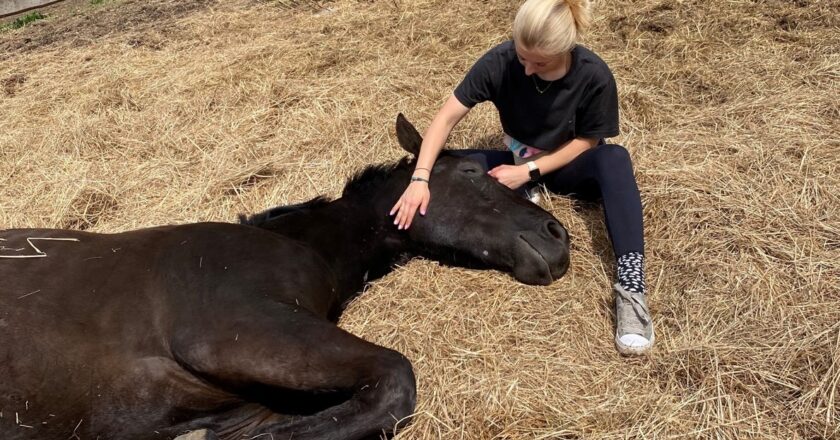 Policja w Oświęcimiu i inspektorzy OTOZ Animals uratowali konia z tragicznych warunków – właścicielowi grozi więzienie.