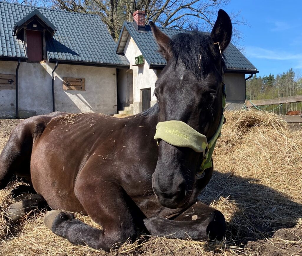 Policja w Oświęcimiu i inspektorzy OTOZ Animals uratowali konia z tragicznych warunków – właścicielowi grozi więzienie.