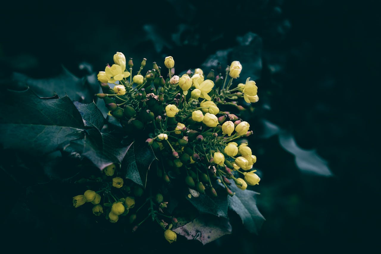 Mahonia – mało znany zimnozielony krzew, idealny do ogrodu i dający owoce na przetwory