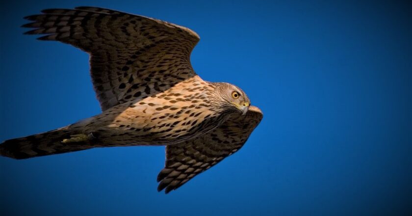 Jastrząb w locie na tle błękitnego nieba – dziki ptak drapieżny objęty ochroną, symbol uratowanego zwierzęcia z Kęt