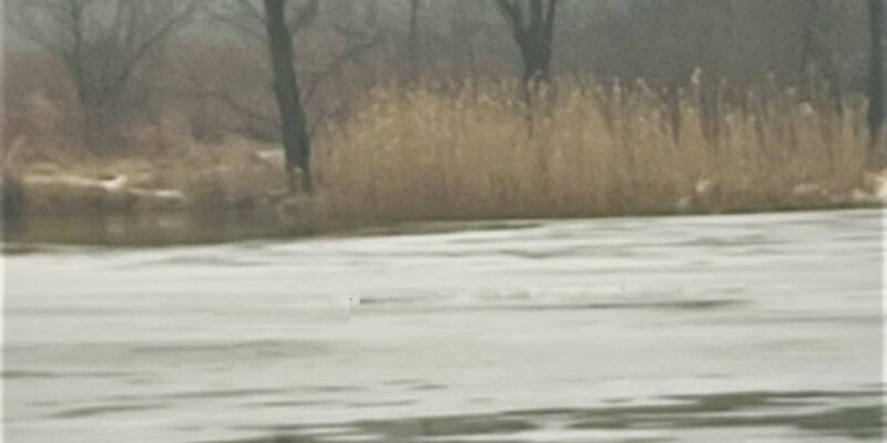 Zamarznięta rzeka Soła w Oświęcimiu – cienka, nierówna pokrywa lodowa na wodzie, stwarzająca poważne zagrożenie dla osób wchodzących na lód zimą.