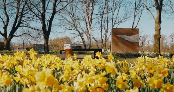 Żonkile w parku kieszonkowym przy ulicy Berka Joselewicza w Oświęcimiu – miejsce dawnej Wielkiej Synagogi, symbol pamięci o powstaniu w getcie warszawskim, kwiecień 2026