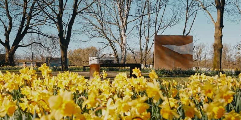 Żonkile w parku kieszonkowym przy ulicy Berka Joselewicza w Oświęcimiu – miejsce dawnej Wielkiej Synagogi, symbol pamięci o powstaniu w getcie warszawskim, kwiecień 2026