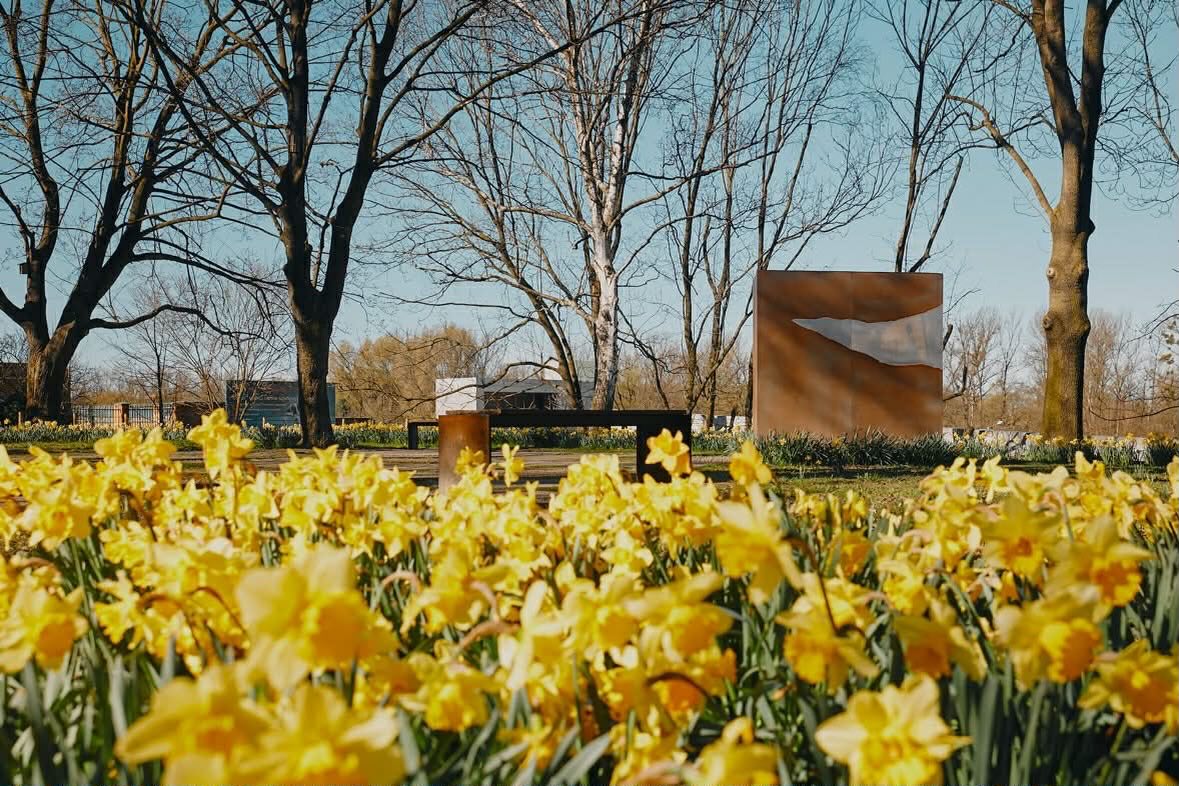 Co roku w tym samym miejscu pojawiają się żonkile. Oświęcim pamięta o Wielkiej Synagodze i getcie warszawskim